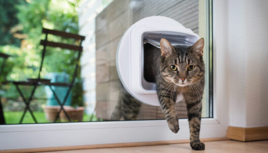 cat passing through catflap tabby european shorthair cat entering the room