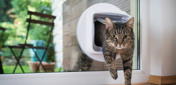 tabby european shorthair cat entering the room