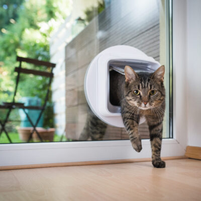 tabby european shorthair cat entering the room